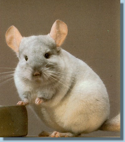 chinchilla hellbeige