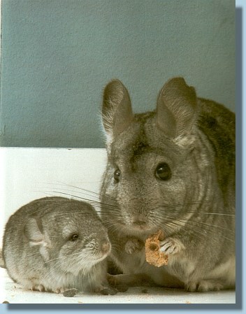 chinchilla junge