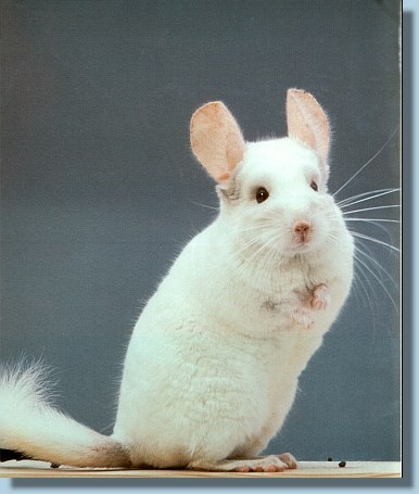 chinchilla weiss