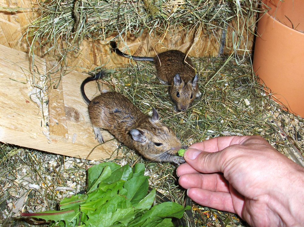 degu