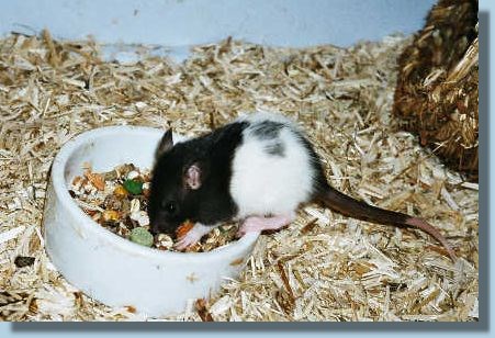 grundfutter ratten