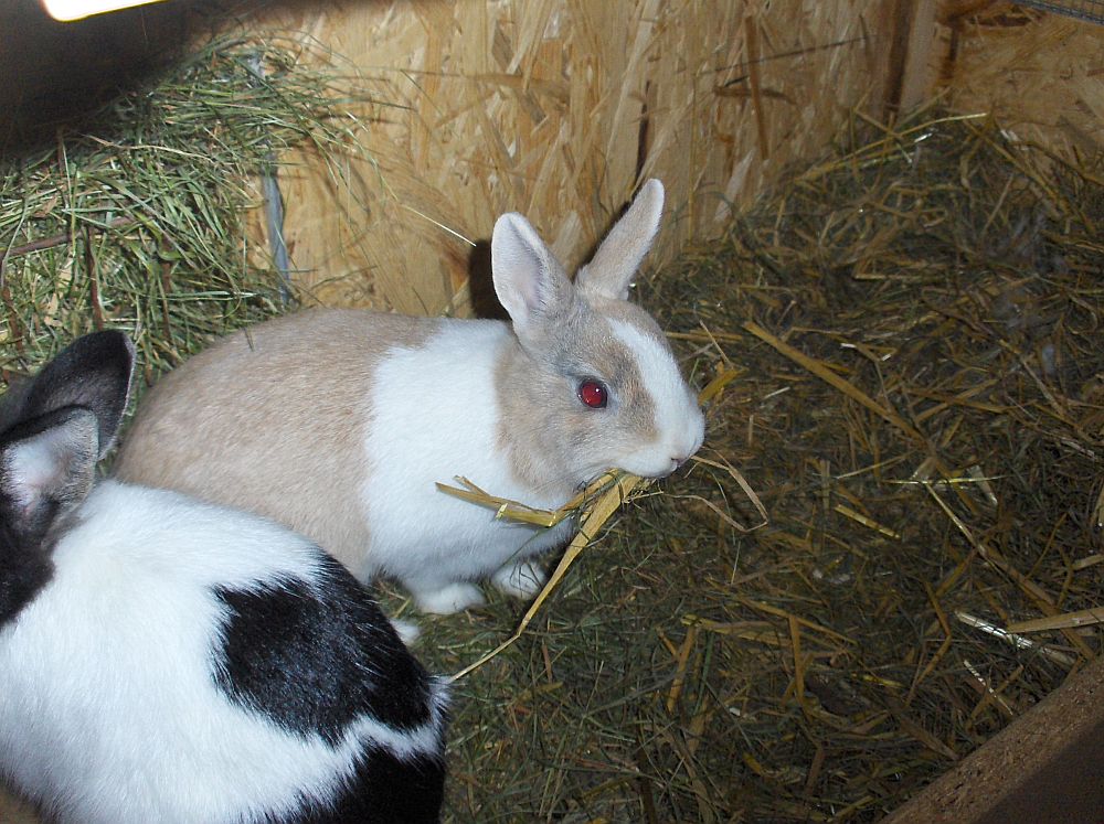 haesin beim nestbau