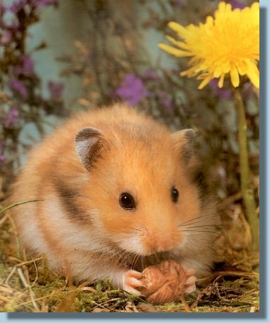 hamsterfutter