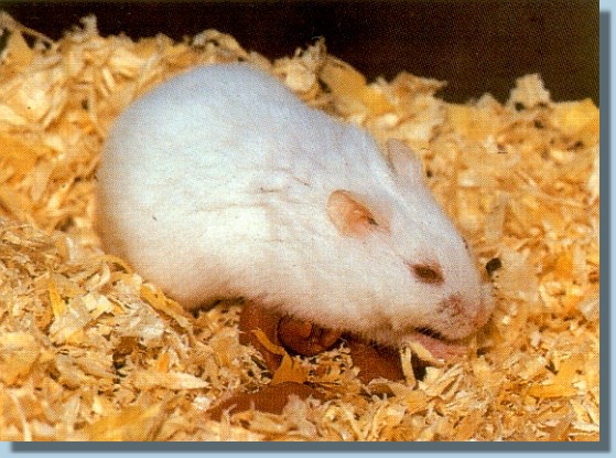 hamstersaeugen