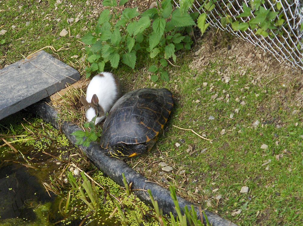 zwergkaninchen und wasserschildkroete