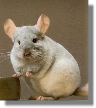 chinchilla hellbeige