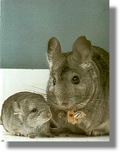 chinchilla junge