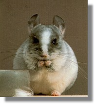 chinchilla silberschecken