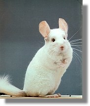 chinchilla weiss