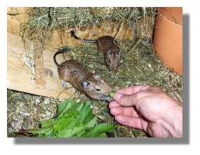 degu