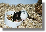 grundfutter ratten