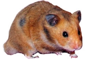 hamster1