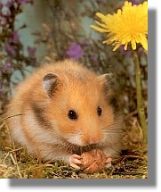 hamsterfutter