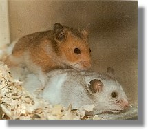 hamsterhochzeit