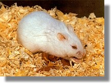 hamstersaeugen