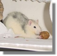 leckerli ratten