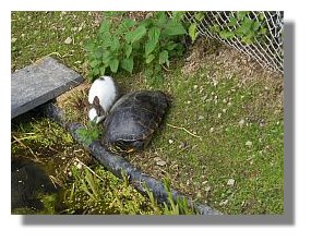 zwergkaninchen und wasserschildkroete